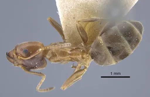Liometopum orientale specimen CASENT0917103 image casent0917103_1