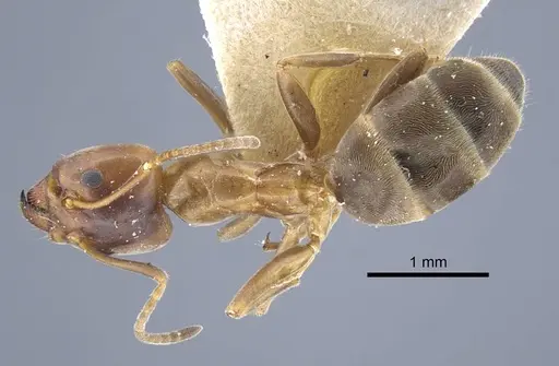 Liometopum orientale specimen CASENT0917103 image casent0917103_2