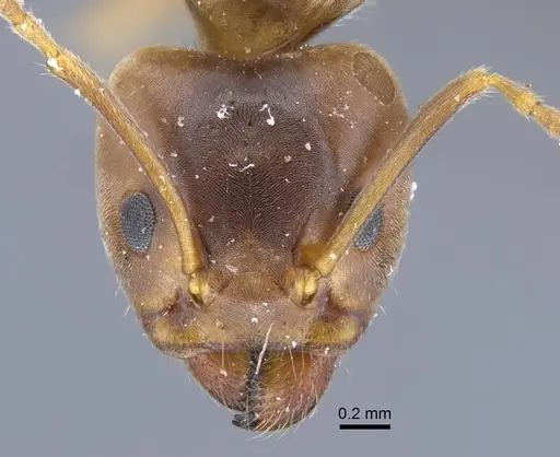 Liometopum orientale specimen CASENT0917103 image casent0917103_3