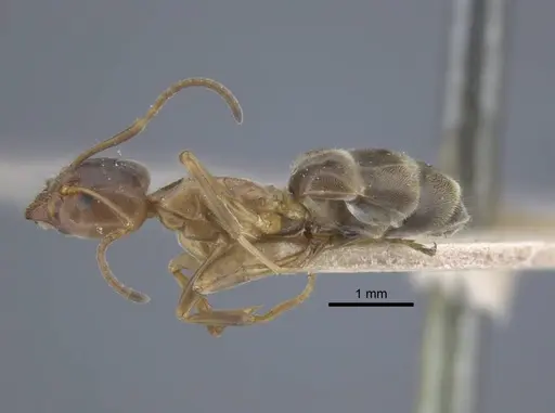 Liometopum orientale specimen CASENT0917103 image casent0917103_4