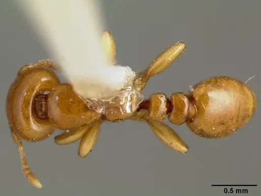 Liomyrmex gestroi specimen CASENT0006152 image casent0006152_1