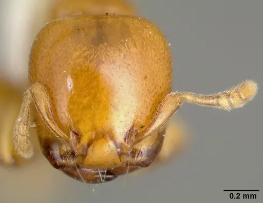 Liomyrmex gestroi specimen CASENT0006152 image casent0006152_2