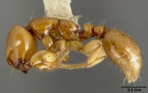 Liomyrmex gestroi specimen CASENT0006152 image casent0006152_3
