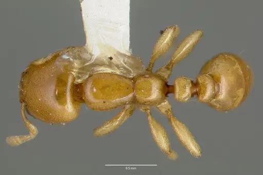 Liomyrmex gestroi specimen CASENT0006153 image casent0006153_1
