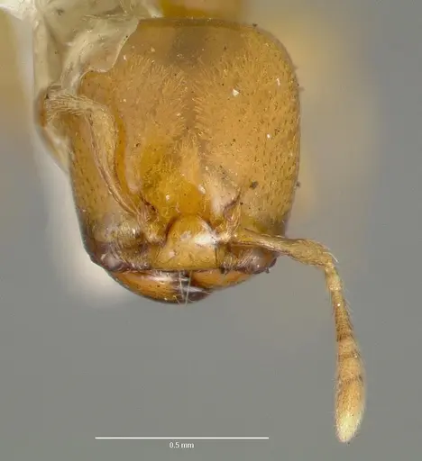Liomyrmex gestroi specimen CASENT0006153 image casent0006153_2