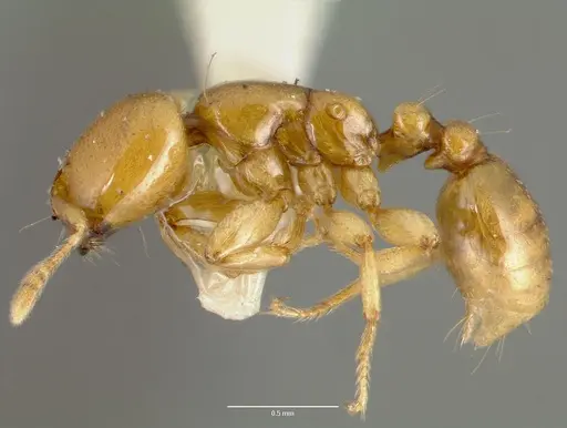 Liomyrmex gestroi specimen CASENT0006153 image casent0006153_3