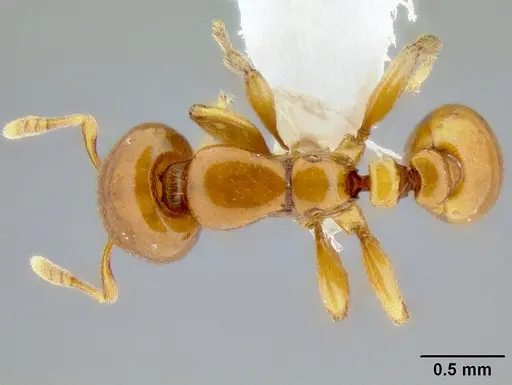 Liomyrmex gestroi specimen CASENT0106198 image casent0106198_1