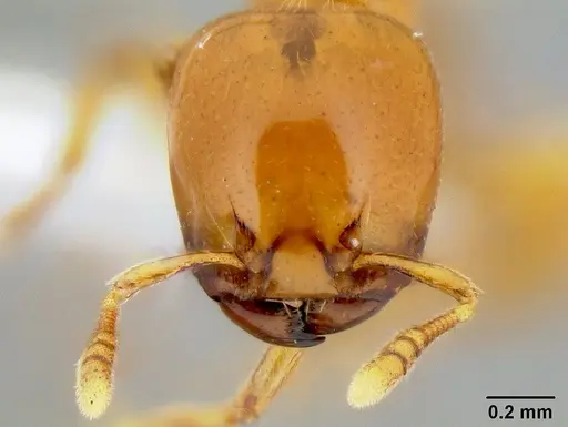 Liomyrmex gestroi specimen CASENT0106198 image casent0106198_2