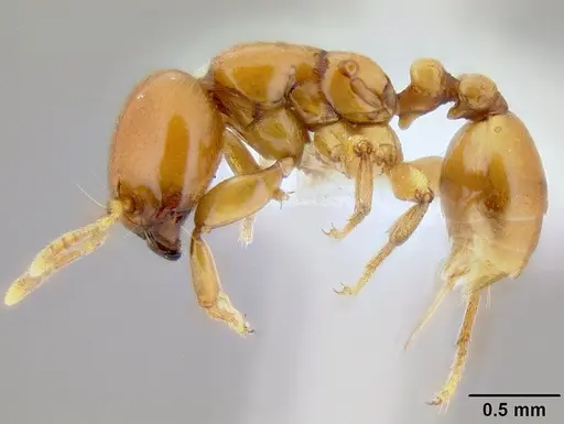 Liomyrmex gestroi specimen CASENT0106198 image casent0106198_3