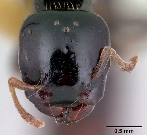 Liomyrmex gestroi specimen CASENT0178545 image casent0178545_2