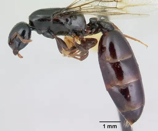 Liomyrmex gestroi specimen CASENT0178545 image casent0178545_3