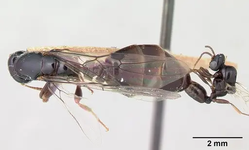 Liomyrmex gestroi specimen CASENT0178546 image casent0178546_1