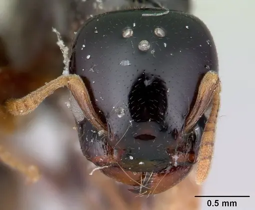 Liomyrmex gestroi specimen CASENT0178546 image casent0178546_2