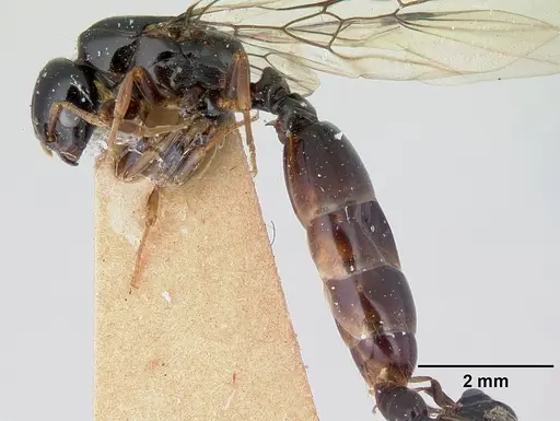 Liomyrmex gestroi specimen CASENT0178546 image casent0178546_3