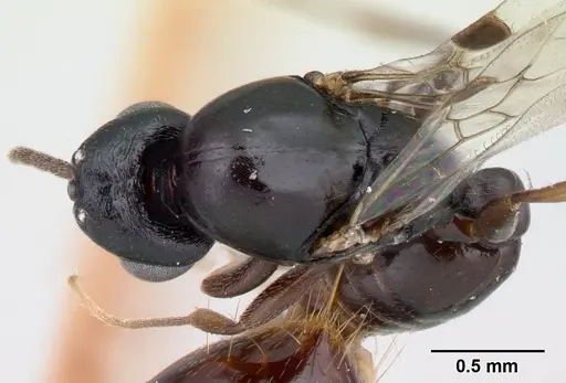 Liomyrmex gestroi specimen CASENT0178547 image casent0178547_1