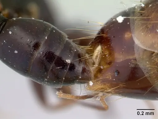Liomyrmex gestroi specimen CASENT0178547 image casent0178547_2