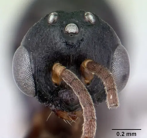 Liomyrmex gestroi specimen CASENT0178547 image casent0178547_3