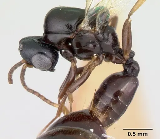 Liomyrmex gestroi specimen CASENT0178547 image casent0178547_4