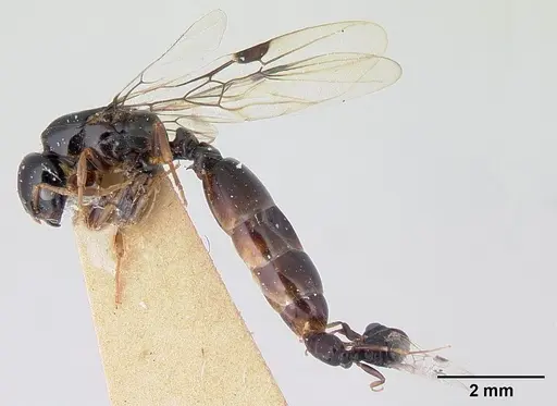 Liomyrmex gestroi specimen CASENT0178547 image casent0178547_5