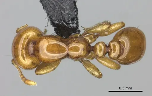 Liomyrmex gestroi specimen CASENT0270008 image casent0270008_1