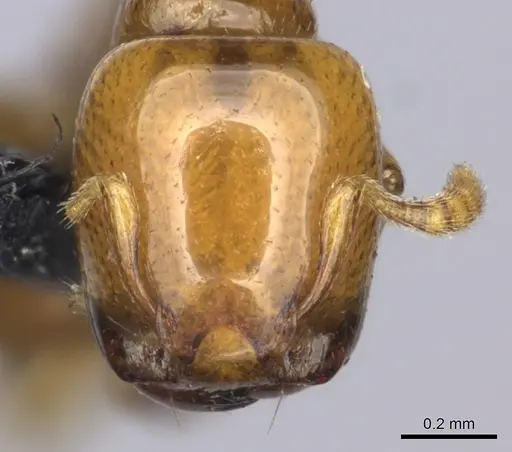 Liomyrmex gestroi specimen CASENT0270008 image casent0270008_2