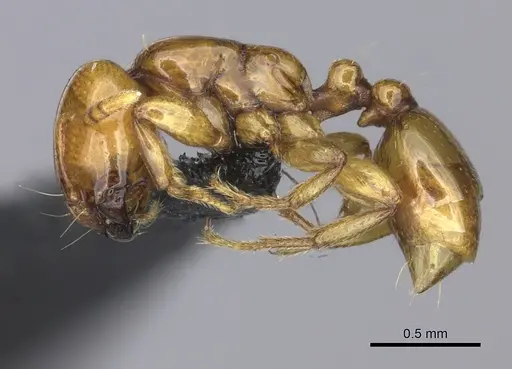 Liomyrmex gestroi specimen CASENT0270008 image casent0270008_3