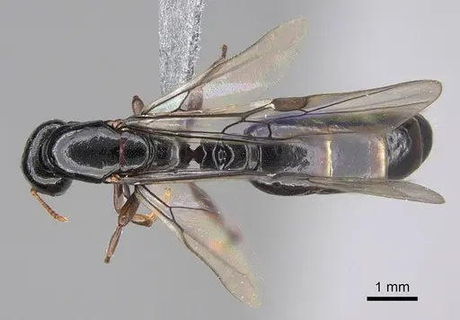 Liomyrmex gestroi specimen CASENT0387934 image casent0387934_1