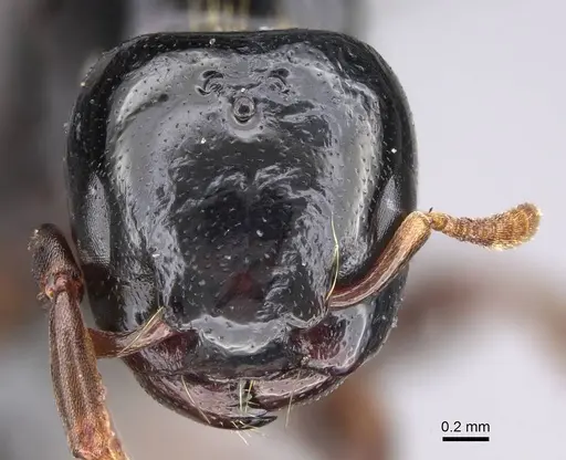 Liomyrmex gestroi specimen CASENT0387934 image casent0387934_2