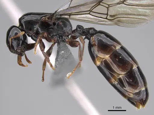 Liomyrmex gestroi specimen CASENT0387934 image casent0387934_3