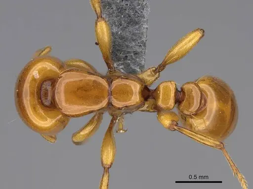Liomyrmex gestroi specimen CASENT0387955 image casent0387955_1