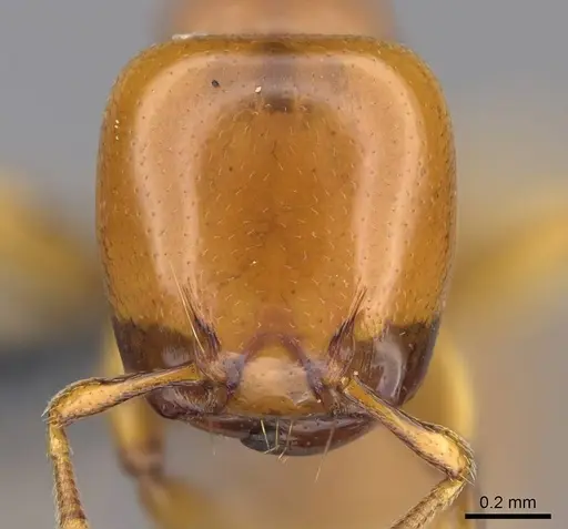 Liomyrmex gestroi specimen CASENT0387955 image casent0387955_2