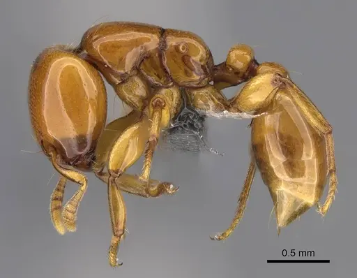 Liomyrmex gestroi specimen CASENT0387955 image casent0387955_3