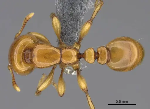 Liomyrmex gestroi specimen CASENT0387957 image casent0387957_1