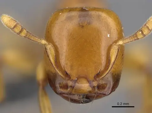 Liomyrmex gestroi specimen CASENT0387957 image casent0387957_2