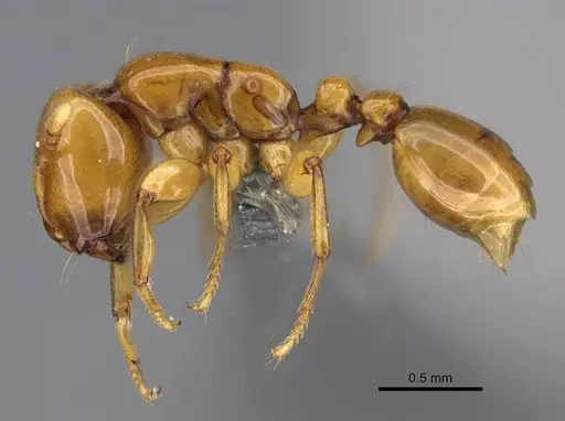 Liomyrmex gestroi specimen CASENT0387957 image casent0387957_3