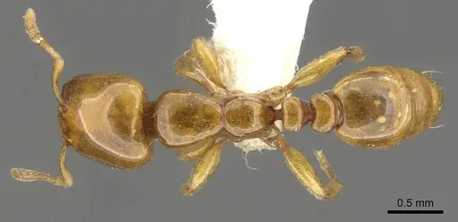 Liomyrmex gestroi specimen CASENT0901735 image casent0901735_1
