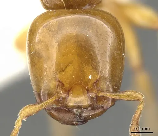 Liomyrmex gestroi specimen CASENT0901735 image casent0901735_2
