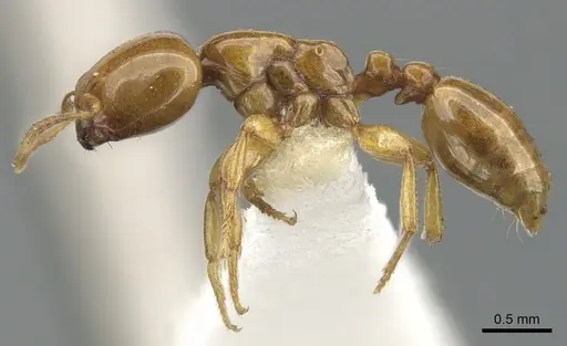Liomyrmex gestroi specimen CASENT0901735 image casent0901735_3