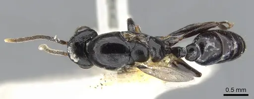 Liomyrmex gestroi specimen CASENT0901736 image casent0901736_1