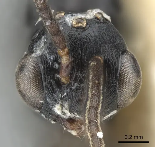 Liomyrmex gestroi specimen CASENT0901736 image casent0901736_2