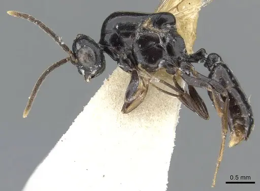 Liomyrmex gestroi specimen CASENT0901736 image casent0901736_3
