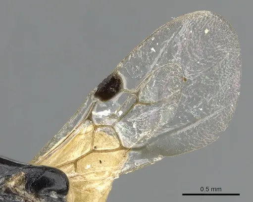 Liomyrmex gestroi specimen CASENT0901736 image casent0901736_4