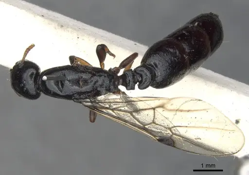 Liomyrmex gestroi specimen CASENT0901737 image casent0901737_1