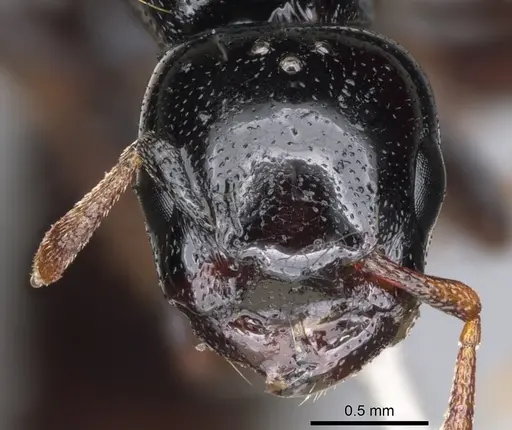 Liomyrmex gestroi specimen CASENT0901737 image casent0901737_2