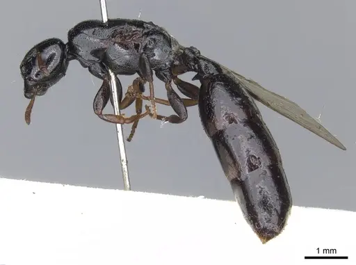 Liomyrmex gestroi specimen CASENT0901737 image casent0901737_3