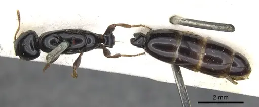 Liomyrmex gestroi specimen CASENT0901738 image casent0901738_1
