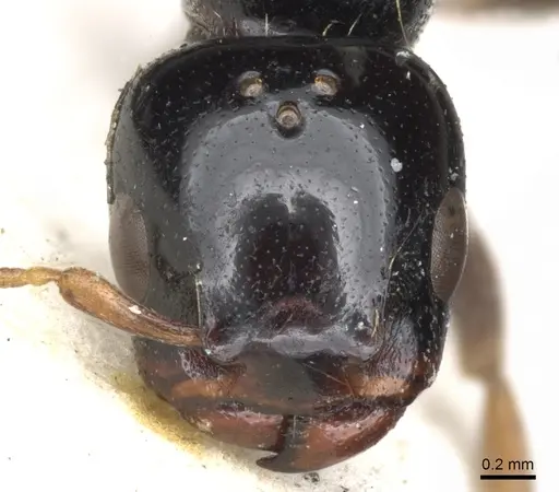 Liomyrmex gestroi specimen CASENT0901738 image casent0901738_2