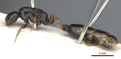 Liomyrmex gestroi specimen CASENT0901738 image casent0901738_3