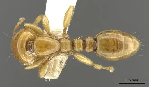 Liomyrmex gestroi specimen CASENT0901739 image casent0901739_1