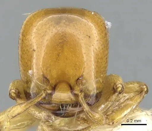 Liomyrmex gestroi specimen CASENT0901739 image casent0901739_2